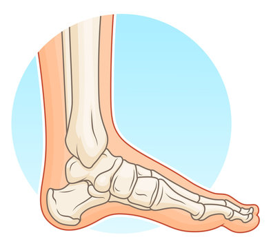 Human foot with bones