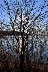 Spiegelnde Sonne hinter dem Baum