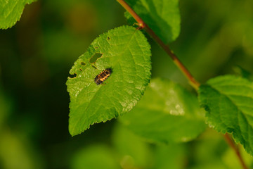 Larve des Asiatischen Marienkäfers (Harmonia axyridis)