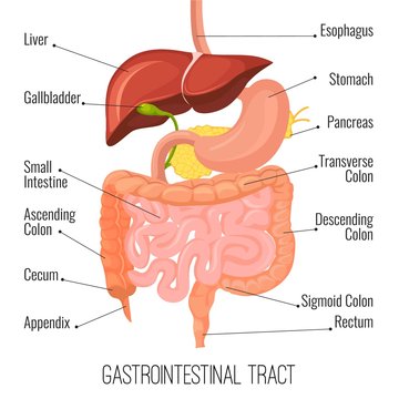 Gastrointestinal tract. Human intestine and stomach organ. Medical vector illustration
