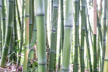 Arrière-plan de bambou