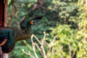Obraz premium closeup beautiful bird peacock with soft-focus and over light in the background