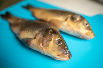 big carp fish on the table on blue background