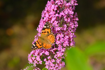 Distelfalter auf Sommerflieder	