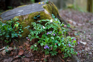 Forest