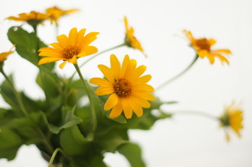 yellow flowers on light background