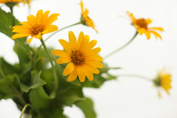 yellow flowers on light background