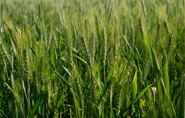 Wheat crop (field) in Pune