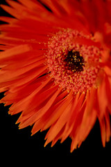 Close up view of gerbera with orange petals isolated on black