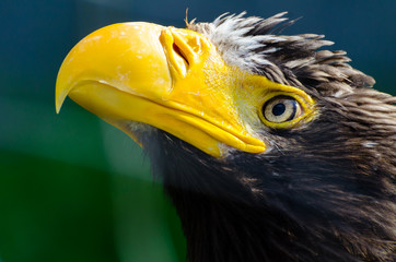 Steller's sea eagle