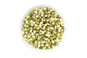 Fresh beans spouts in plastic box isolated on white background. Sprouted beans top view..