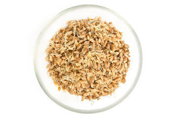 Whole wheat sprouts in plate isolated on white background. Sprouted wheat seeds top view..