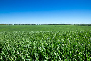 field of green grass and sky