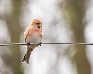 A lesser Redpoll (Acanthis cabaret) perches on a wire posing for a portrait.
