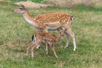 Naklejka na ściany i meble Mother roe and baby deer on the grass