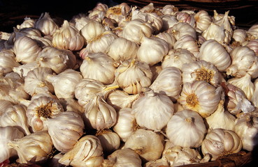 Garlic, Allium vineale, in Market, Garlic is the dried root of Allium sativum, a member of the lily family, Pune Maharashtra, India