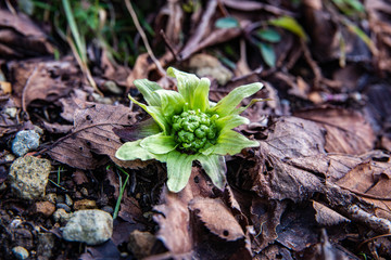 立春の日のフキノトオ