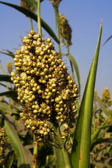 Obraz premium Jawar Feild Pune Maharashtra India