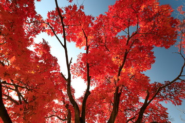 아름다운 한국의 가을 단풍