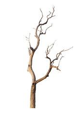 Dead tree isolated on white background