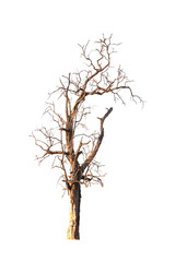 Dead tree isolated on white background
