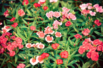 Fototapeta premium Flower pattern nature with green leaf - white and red colorful dianthus chinensis flower background