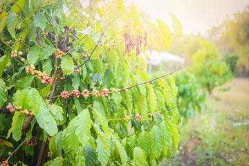 Fresh coffee bean on the coffee tree - arabica coffee berries agriculture on branch with nature background