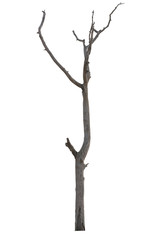 Fototapeta premium Dead tree isolated on white background