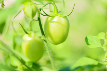 Green tomato in the plants farm agriculture organic with sunlight - Fresh green unripe tomatoes growing in the garden