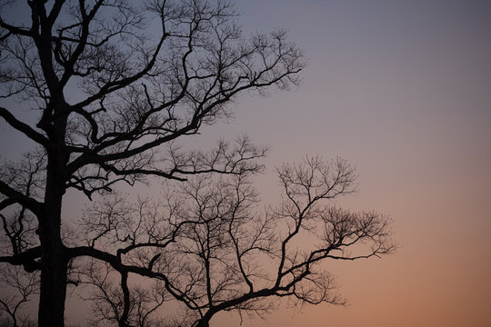 裸木と夜明け © Yusuke Kawakami