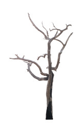Dead tree isolated on white background