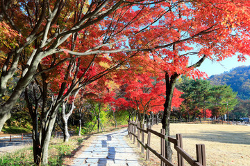 아름다운 한국의 가을 단풍
