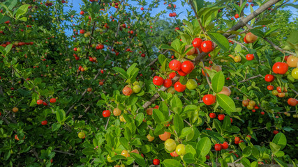 fruit
