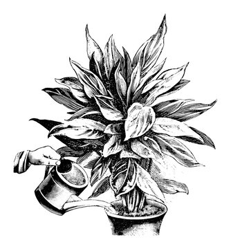 Antique vintage line art illustration, engraving or drawing of watering of Phrynium plant in pot with can. From book Plants in Room, Prague, 1898.