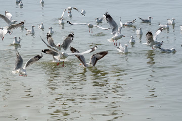 Seagulls family over the​ sea escaped the cold to in Bangpu​ Recreation​ Center, Samutprakan, Thailand.