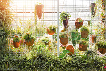 Home gardening and decorating indoor greenhouse environments secret garden and modern gardening...