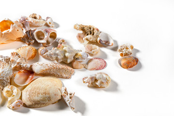 A collection of various sea shells resting on a white plane.