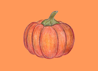Orange pumpkin illustration. Autumn graphic icon. Halloween or Thanksgiving print. Colored Pencil drawing. Hand drawn fresh vegetable.