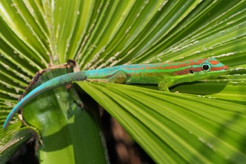 Turquoise gecko on palm tree leaf