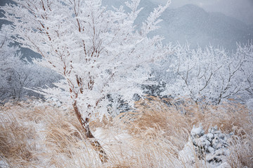 霧氷の木々とススキ