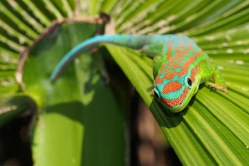 Turquoise gecko on palm tree leaf