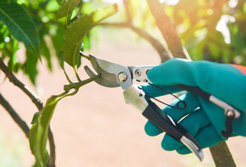 Gardening tool and works pruning trees concept - Hand holding pruning shears cuting mango tree...