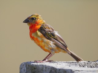 Orange bird - Foudia Madagascariensis