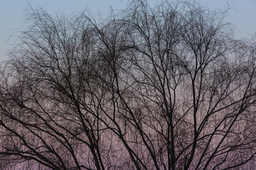 枝垂れ柳の裸木と朝焼け