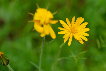 Blüte des Wiesen-Bocksbart	