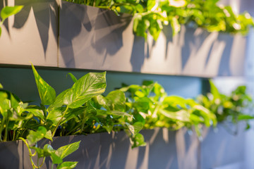 Green indoor plant wall arranged in loft cafe interior structure