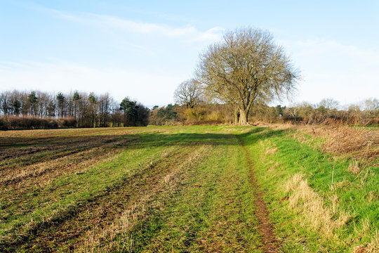 Bare trees and hedgerows in the Nottinghamshire countryside