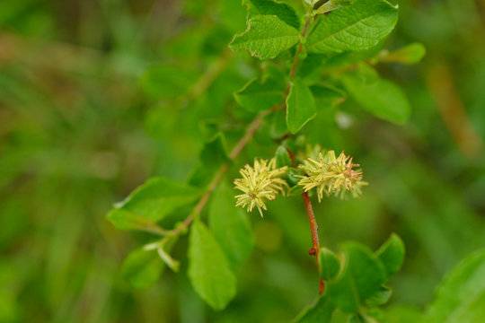 Fruchtstand der Salweide (Salix caprea)