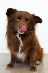 small brown dog licking his snout 