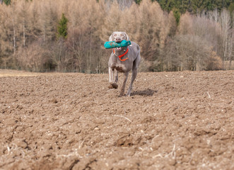 weimaraner jagdhund dummy training im herbst